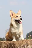 CORGI PEMBROKE 289
